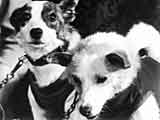 Bild: Belka und Strelka, die Besatzung von Sputnik 5